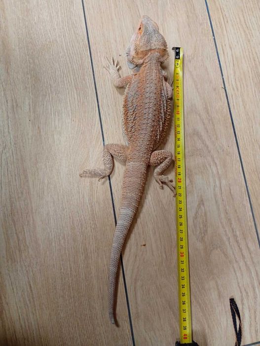 Agama Brodata TERRARIUM i akcesoria