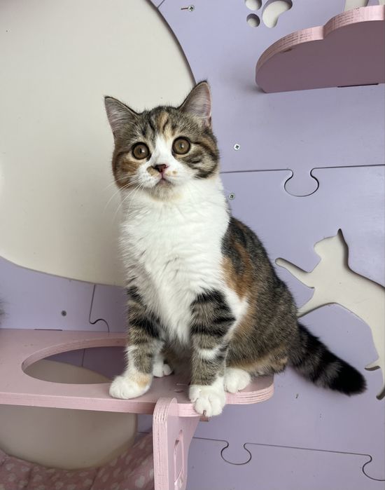 Scottish straight femea