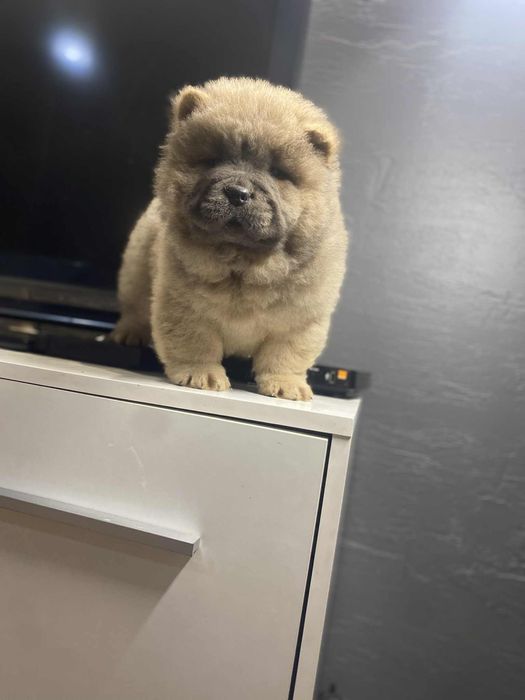 Piesek chow chow cynamonowy !