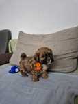 Śliczna suczka Shihpoo (Shih-tzu & Pudel Toy)
