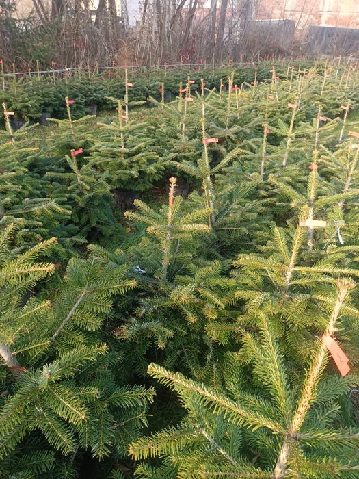 Jodły Kaukaskie Donica Hurt Detal