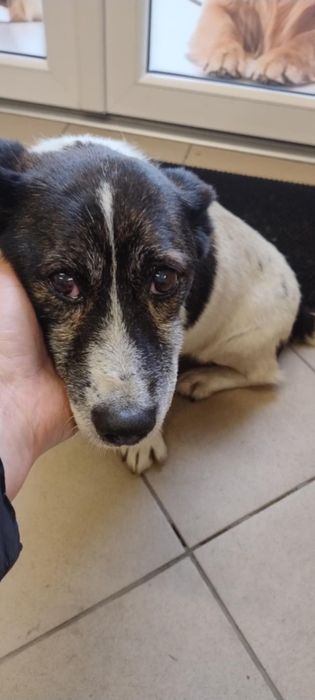 Pies do oddania lub tymczasowo