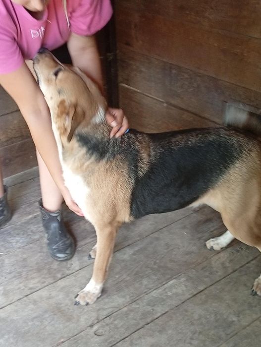 Bardzo kochana i łagodna suczka szuka domku.