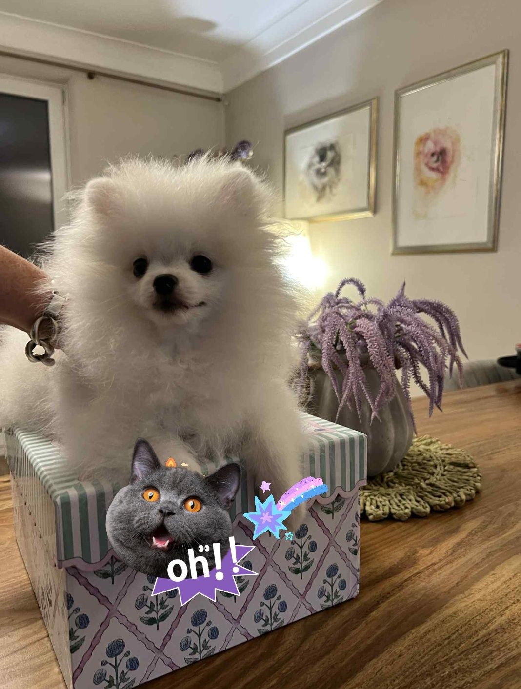 Pomeranian szpic miniaturowy