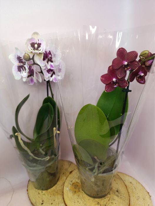 Цимбідіум,орхідеї