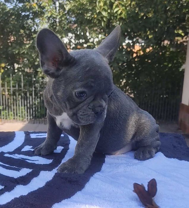 Вибір блакитних цуценят