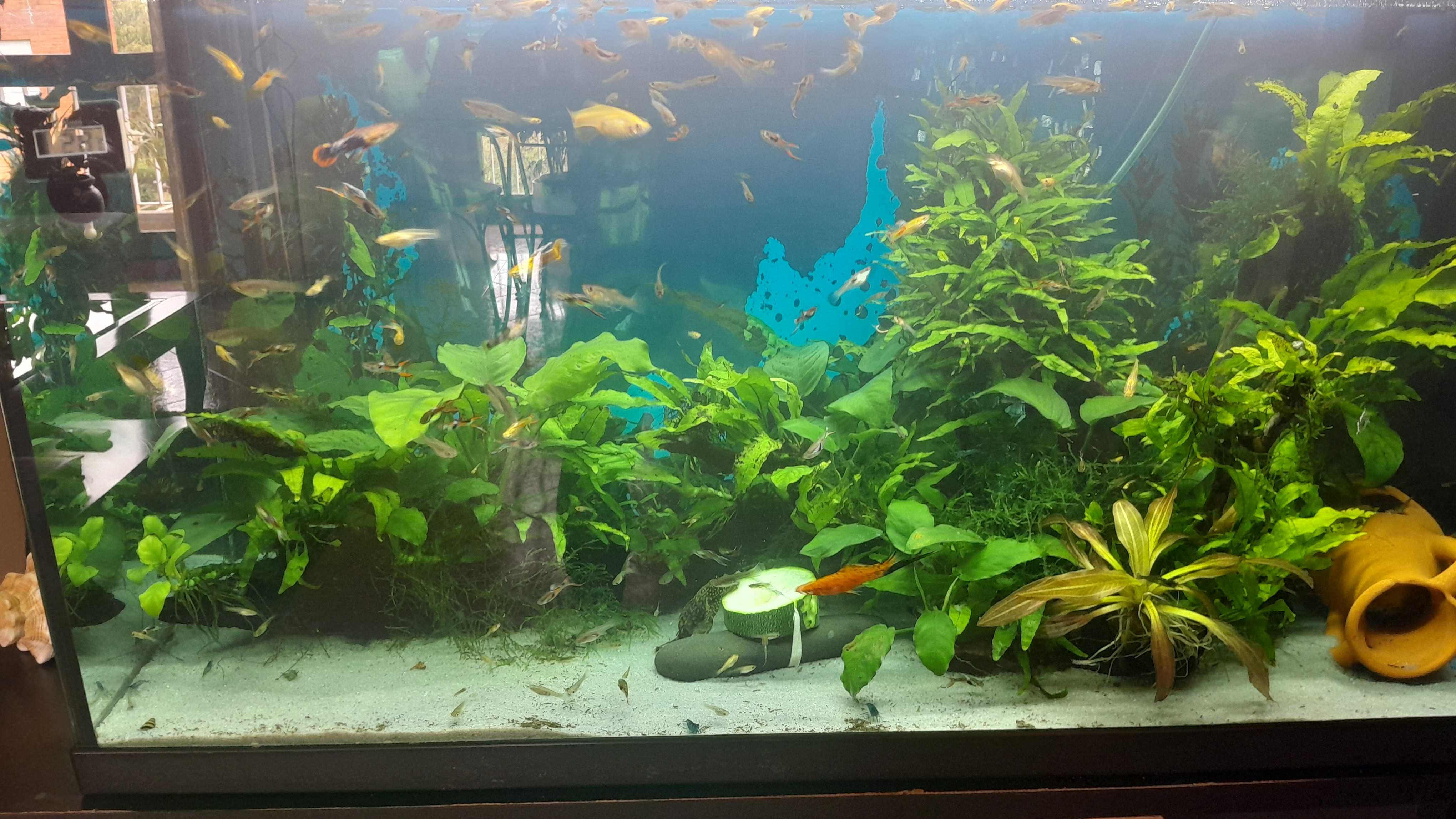 Guppys Endler de cores diferentes