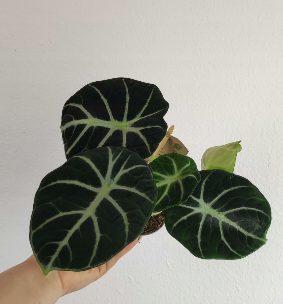 Alokazja Alocasia Ninja 20 cm