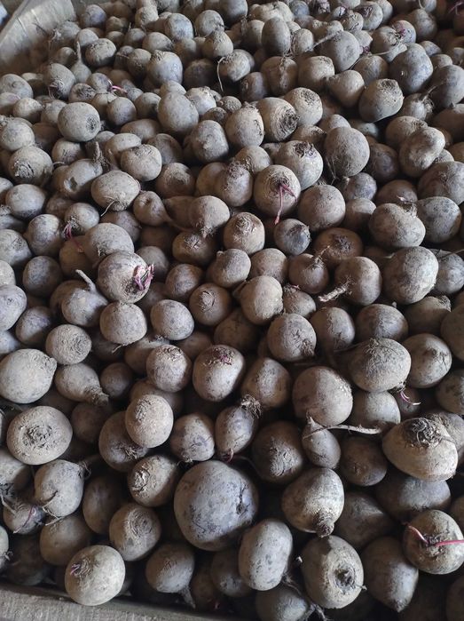 Buraczek czerwony drobny