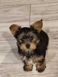 York suczka Yorkshire terrier szczenię.
