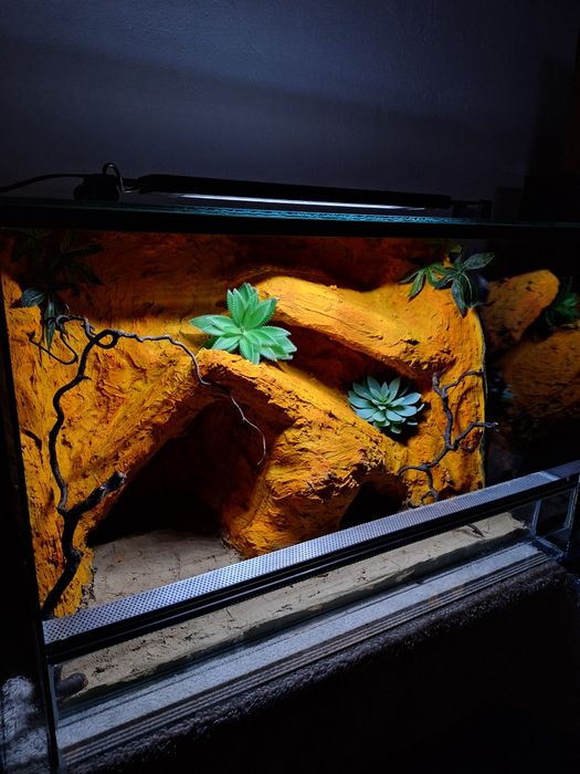 Terrarium z gekonem lamparcim agama legwan wąż