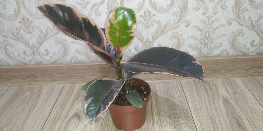 Фікус Тінеке,Бейліз,Абіджан,Шріверіана