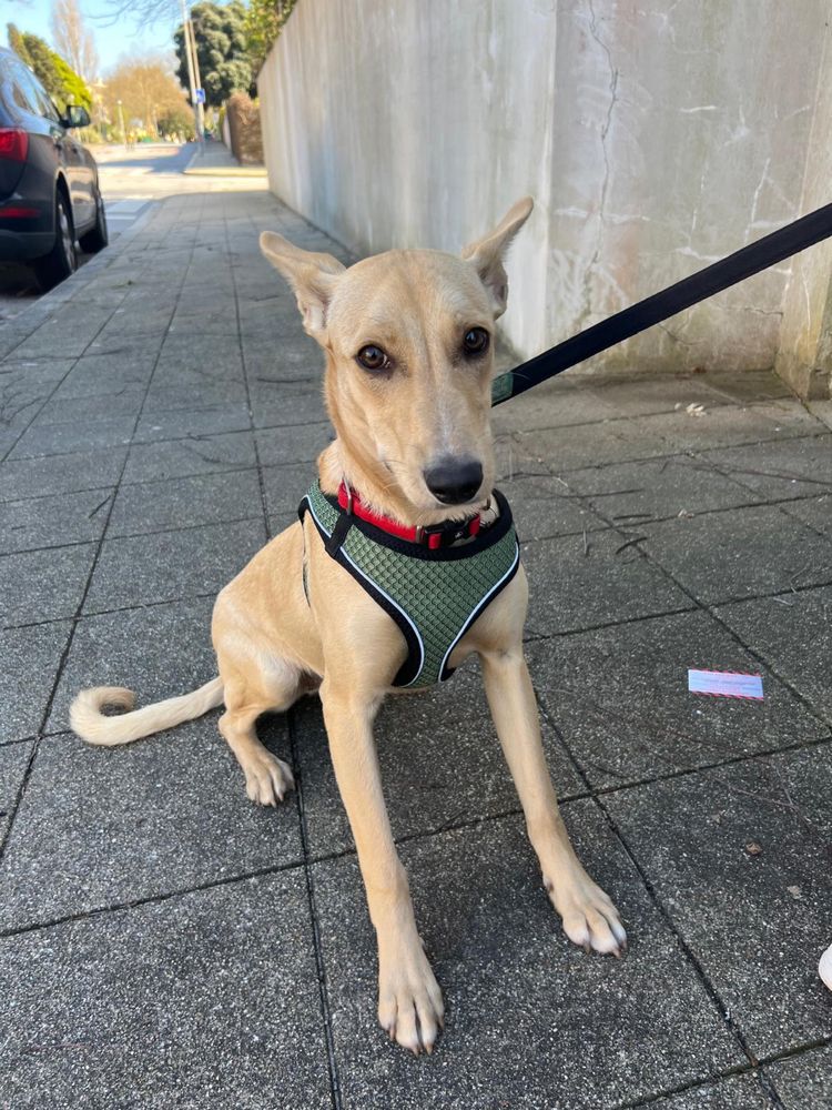 Cachorra para adoção responsavel