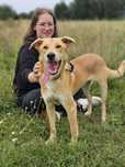 Wspaniały pies Tokio do adopcji