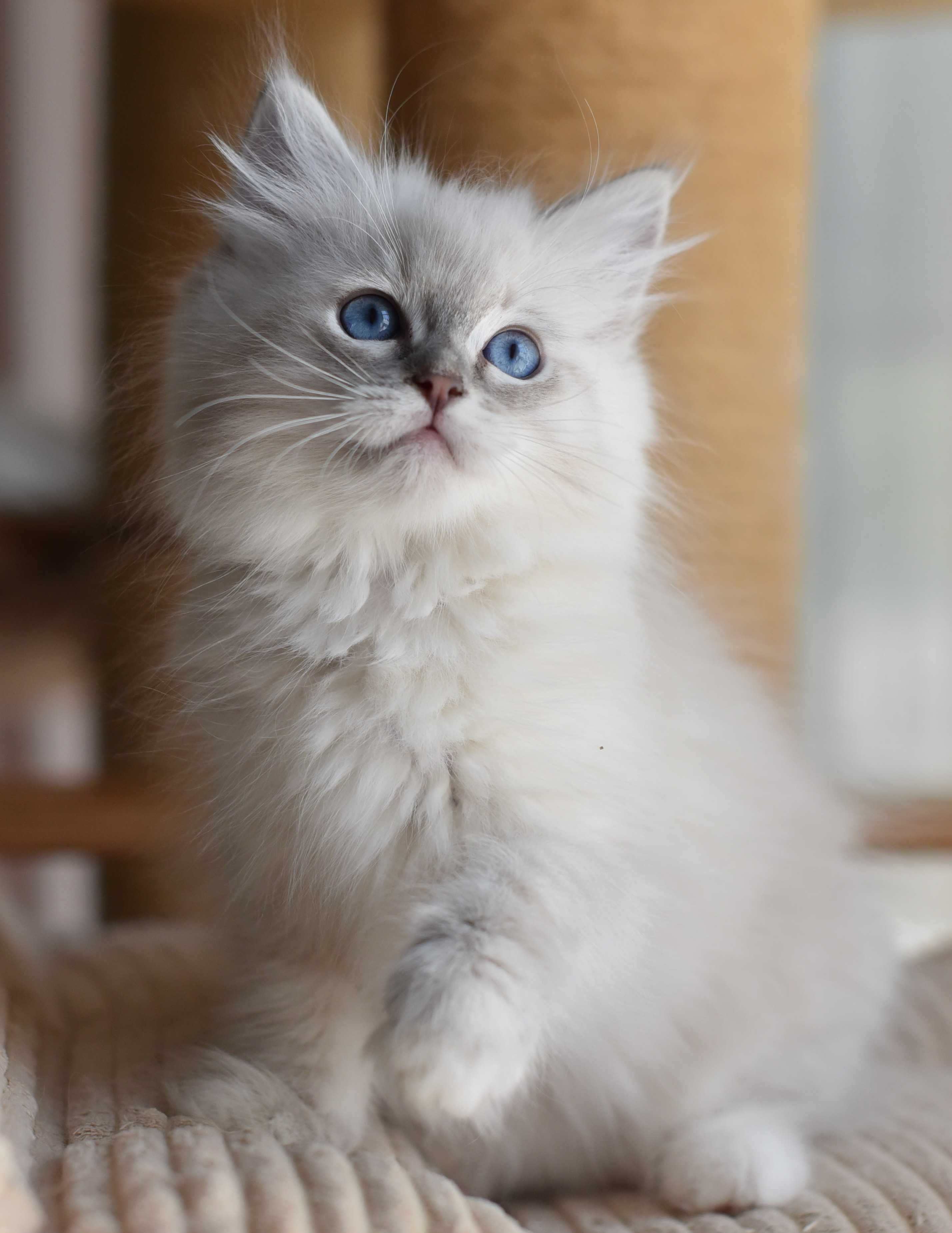 dziewczynka Ragdoll gotowa do zmiany domku