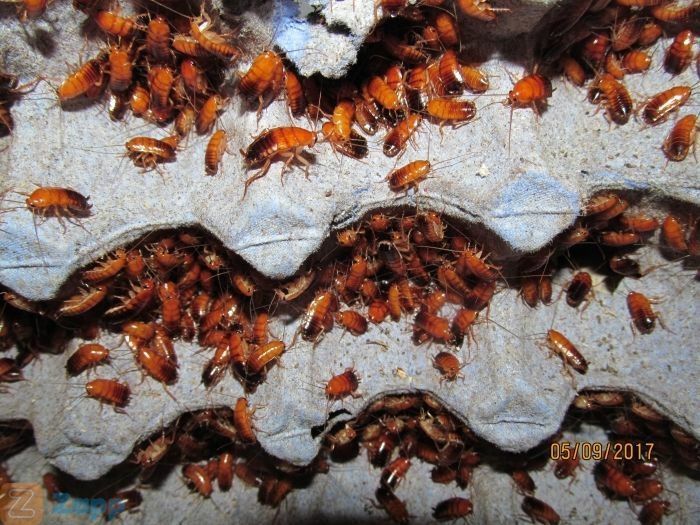 Туркменский таракан туркменський тарган  для стрижнів стрижей