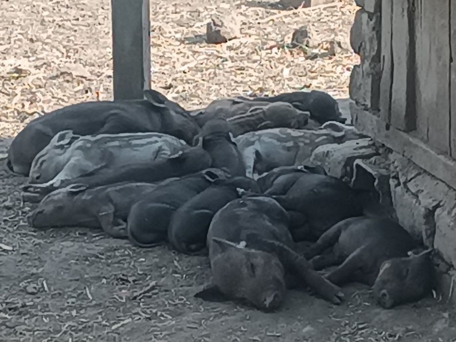 Поросята вьетнамские