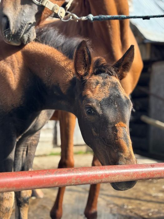 Klacz ze zrebakiem po Flawiuszu