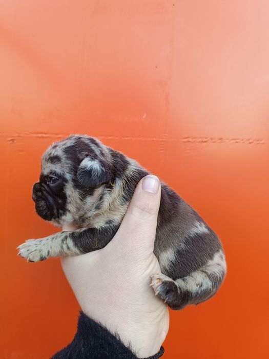 Гарнесенькі,в різноманітних кольорах, дівчатка та хлопчики Доставимо