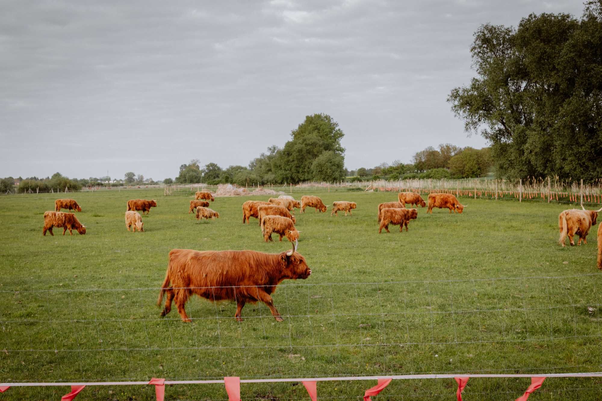 Stado Highland cattle pod oceną - 10 matek + 2 jałóweczki + 2 byczki