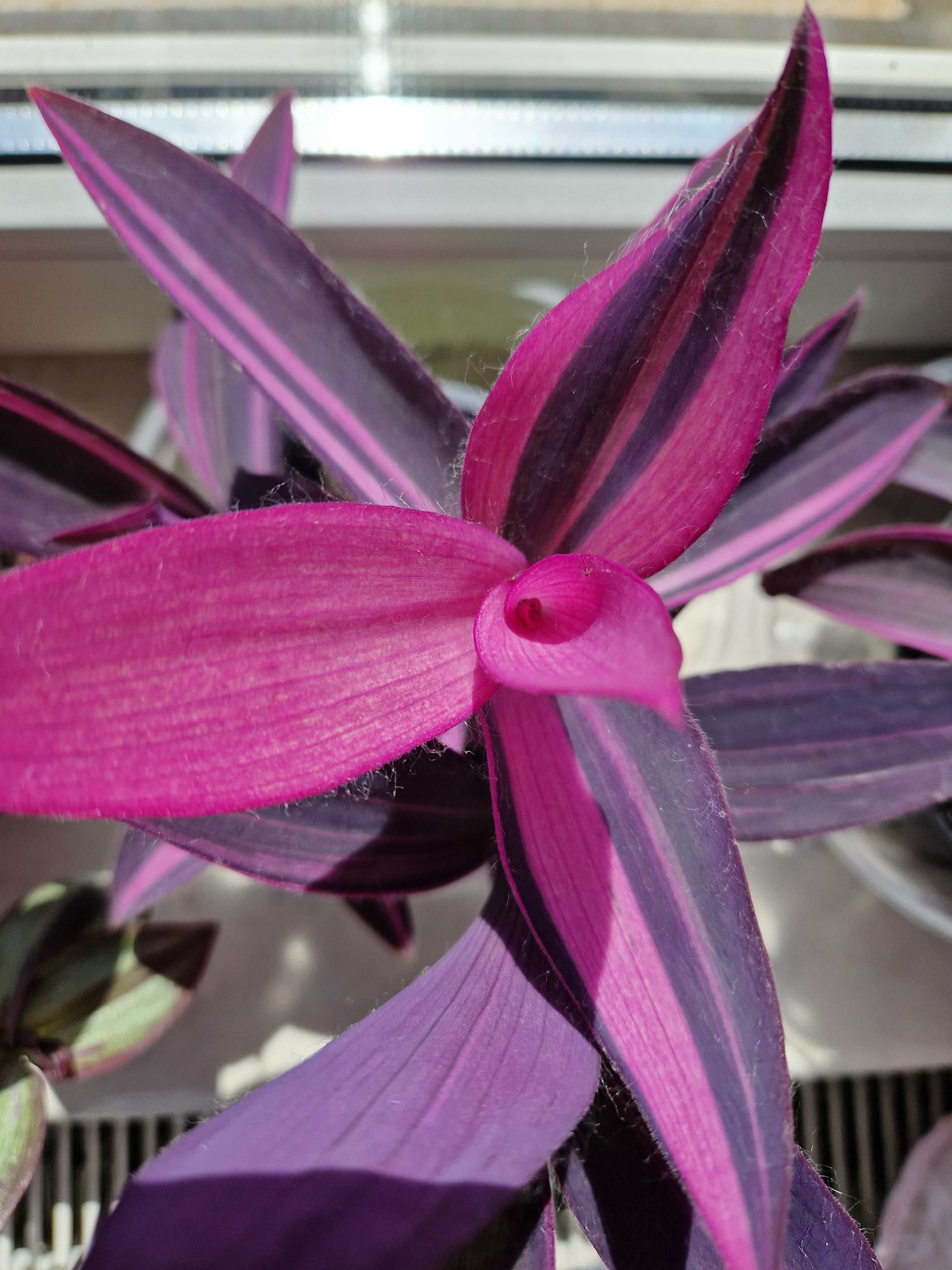 Tradescantia pallida Pink Stripes