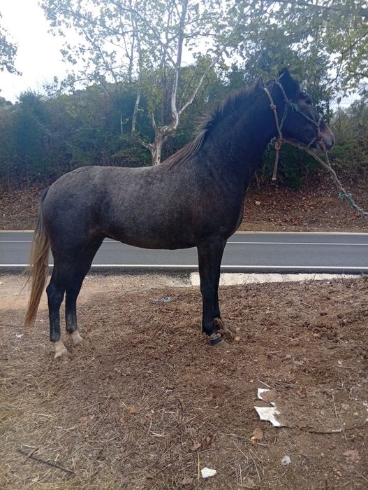 Poldra cruzada  português