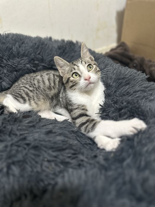 Gatos bebé para adoção