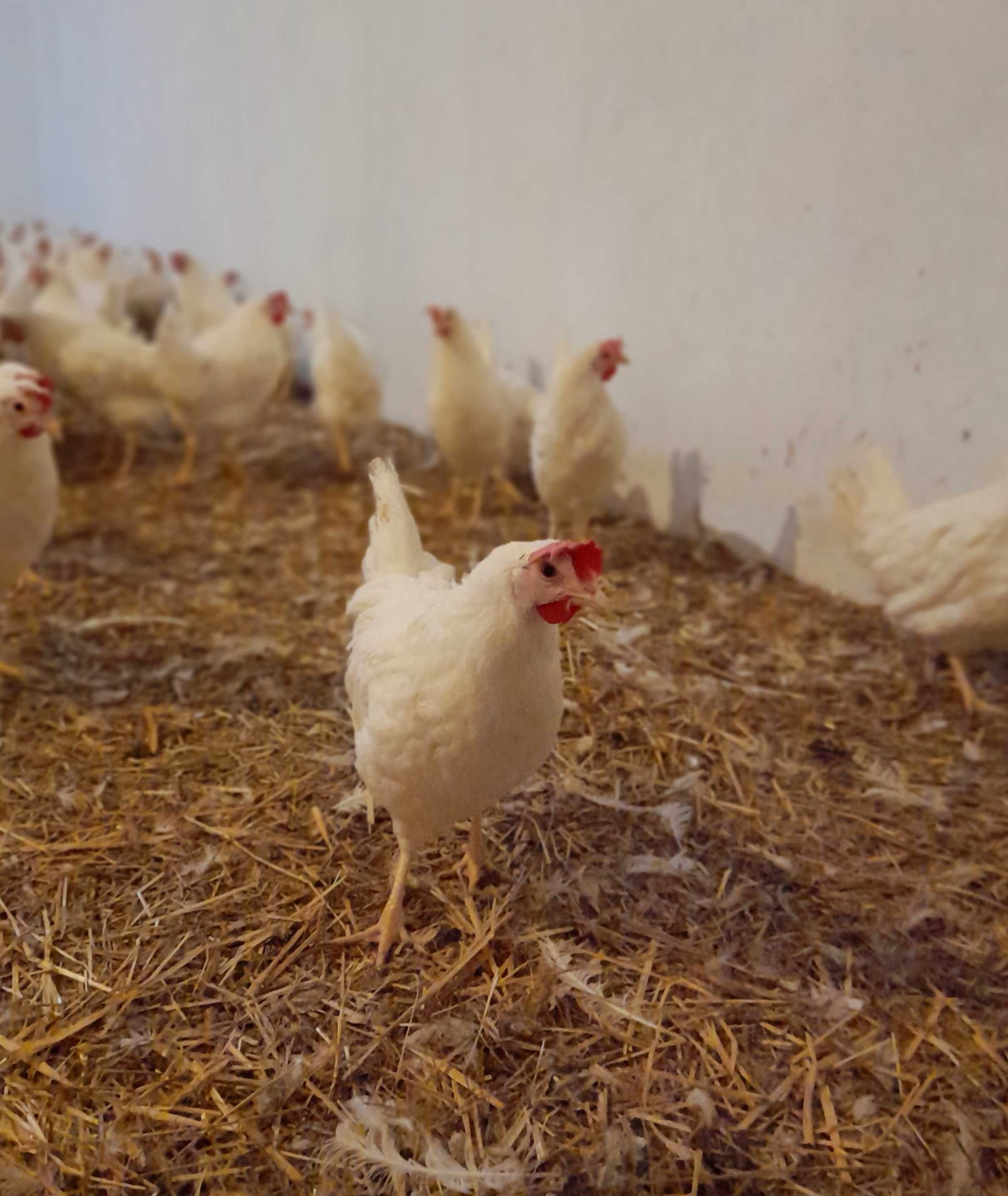 Kury Leghorn Leghorny 24tyg Wysyłka