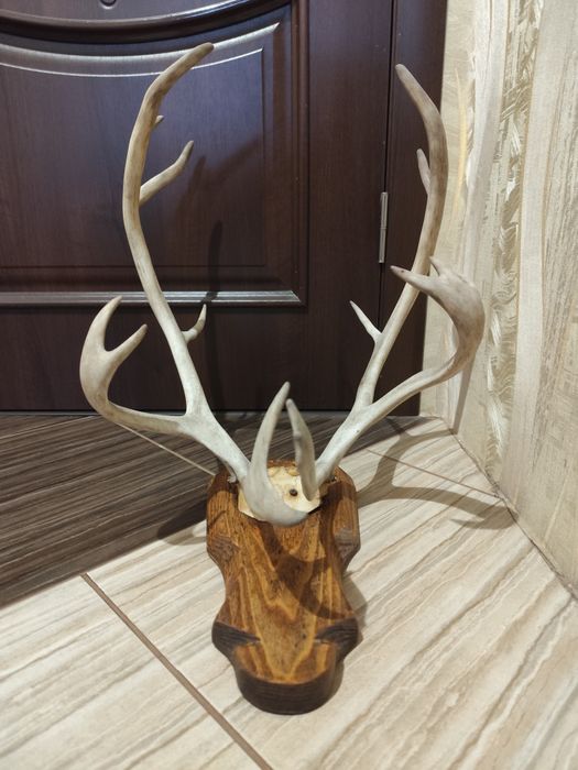 Настінні роги оленя