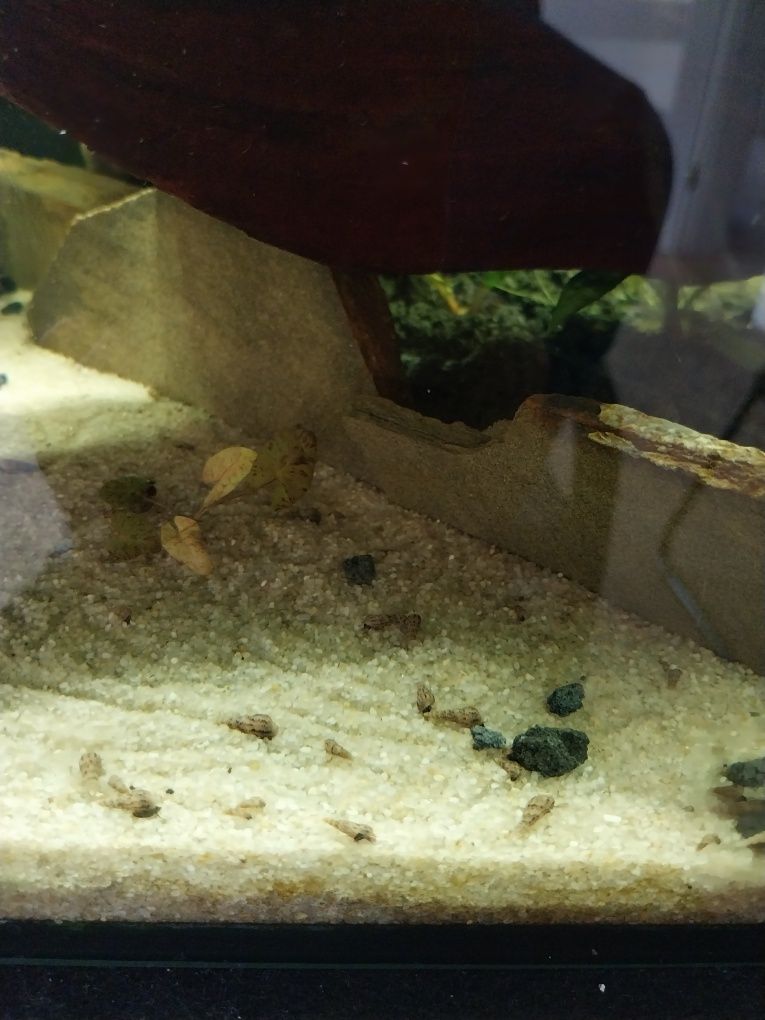 Świderki - ślimaki akwariowe