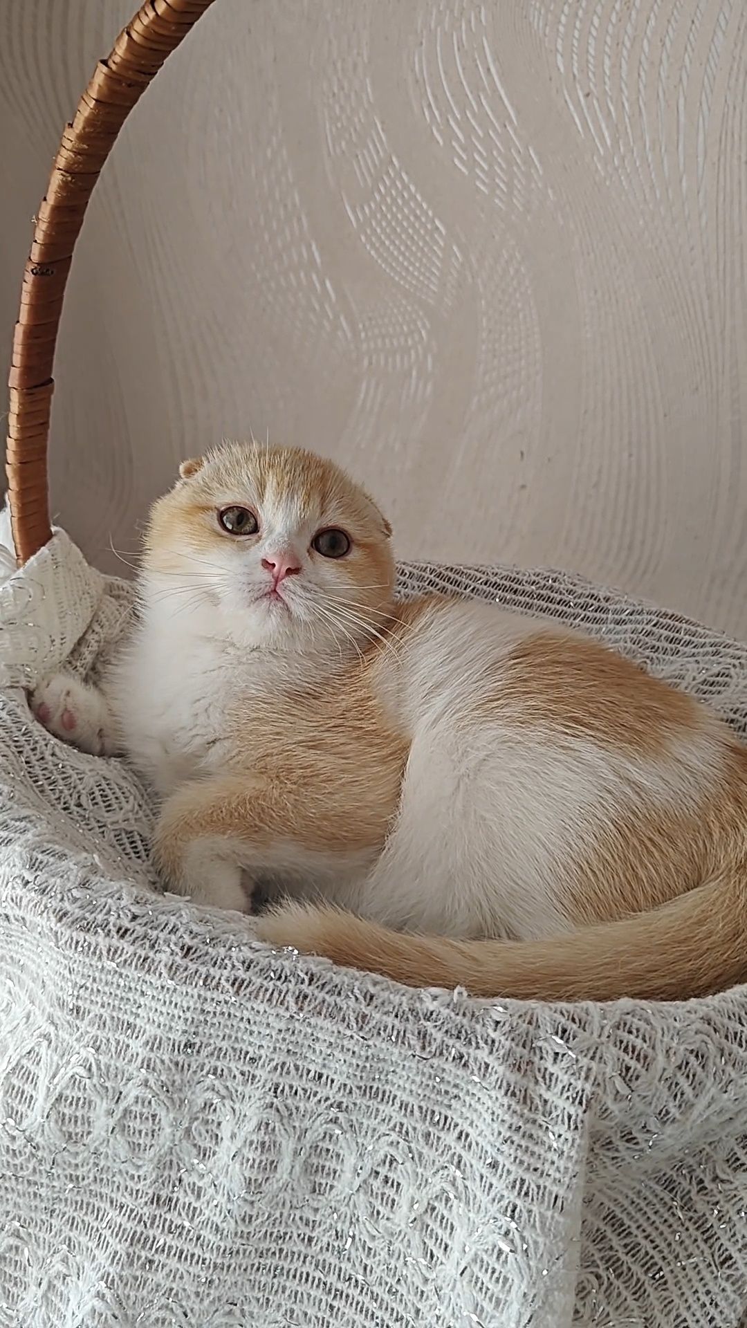 Вислоухий шотландский мальчик