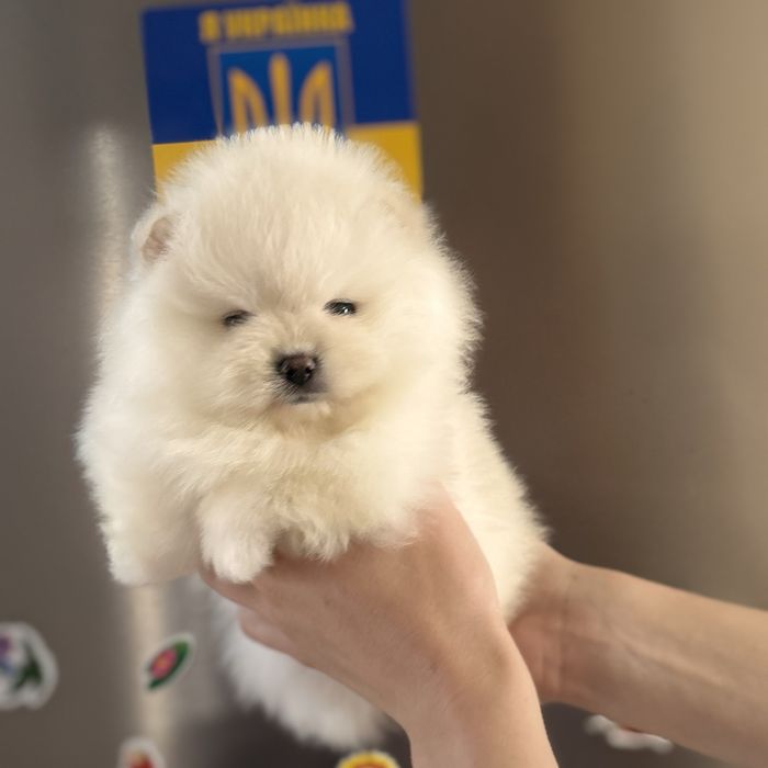 шикарна дівчинка тип ведмедик