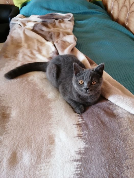 Piękna kotka Brytyjska niebieska