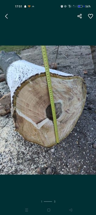 Orzech włoski 2.6 m