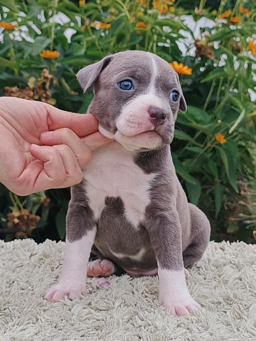 Нова Луна дівчинка просто ніжна перлинка ,розплідник КСУ
