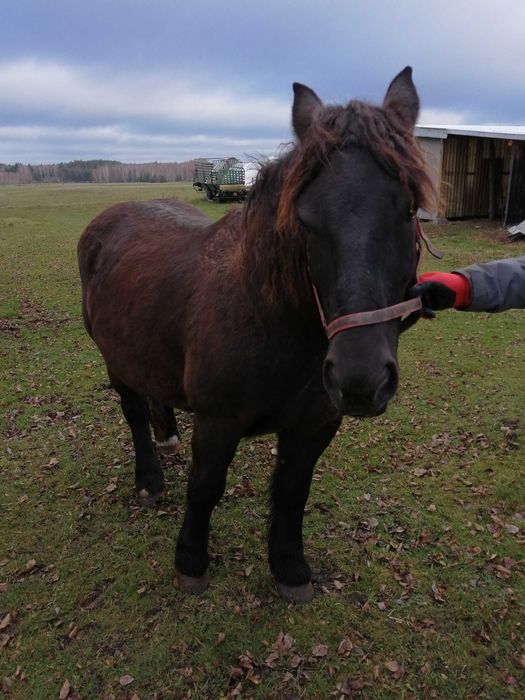 Sprzedam klacz ze źrebakiem ogierek