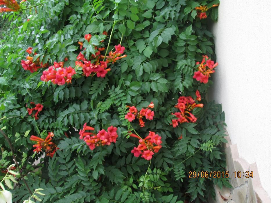 кампсис садовый.