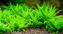 Pogostemon helferi roślina akwariowa