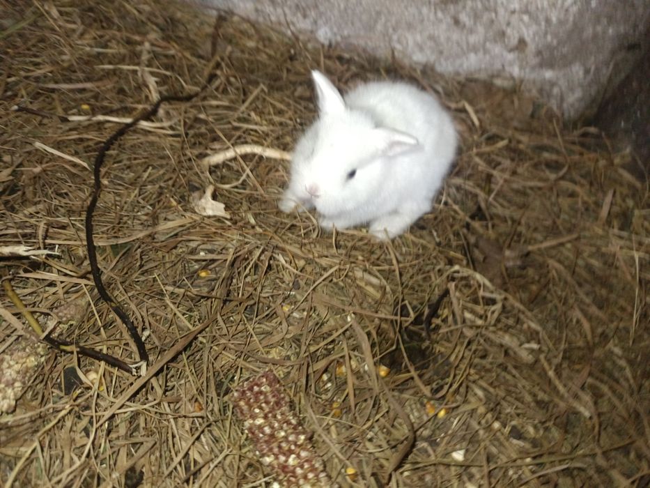 Sprzedam króliki miniaturki malutkie  3 sztuki MOŻLIWOŚĆ DOWOZU