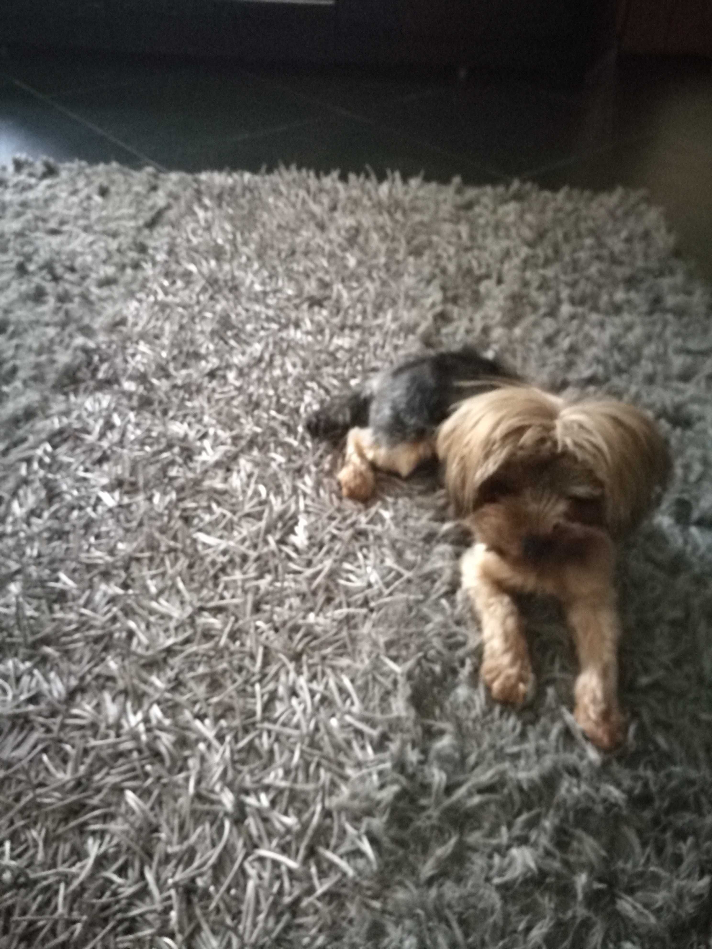 Treino para Cães / Dogs Training  (1a sessão grátis)
