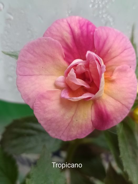 Ахіменеси (ахимынесы)  різоми