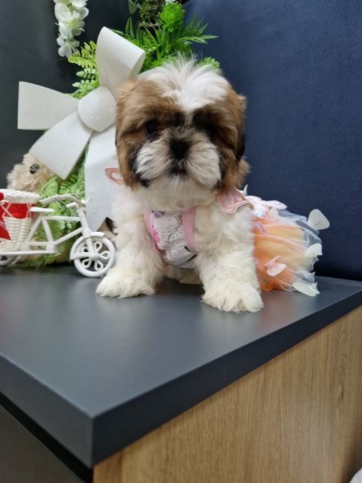 Kochane malusie Shih-tzu miniaturka z legowiskiem I wyprawką