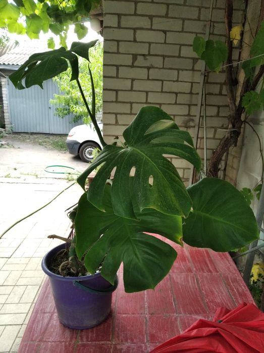 Продам комнатные цветы