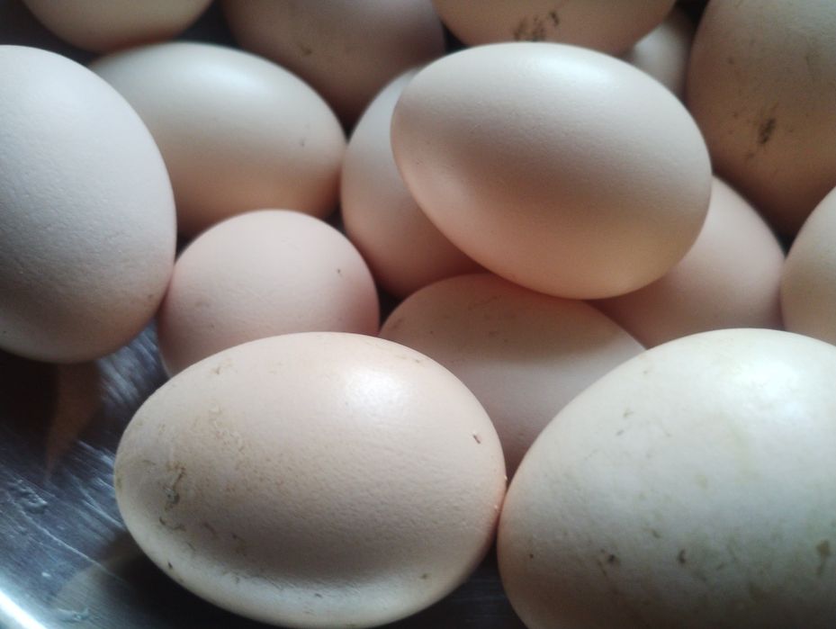 Jajka ! Świeże !:)