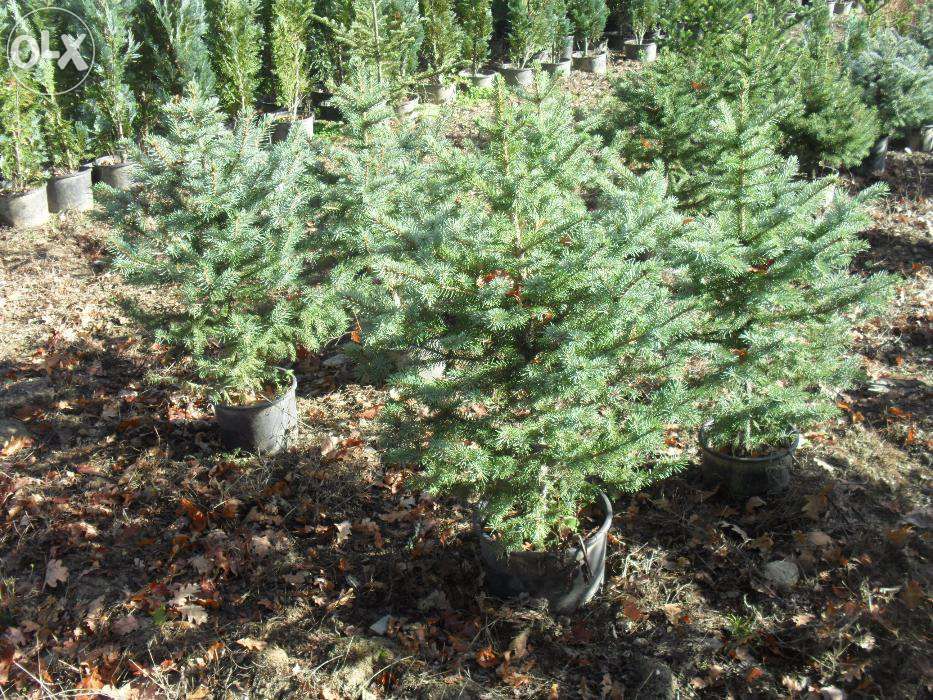 Pinheiro de natal/jardim 4 variedades