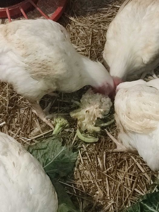 Kurczak ze wsi ,kura rosołowa,  brojler, mięso z kury, tuszka