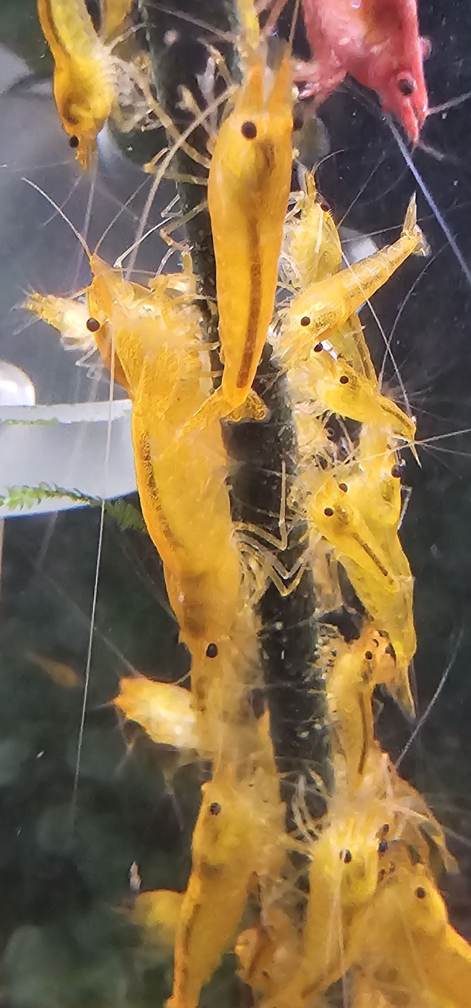 Camarões Caridina Yellow King Kong Juvenis