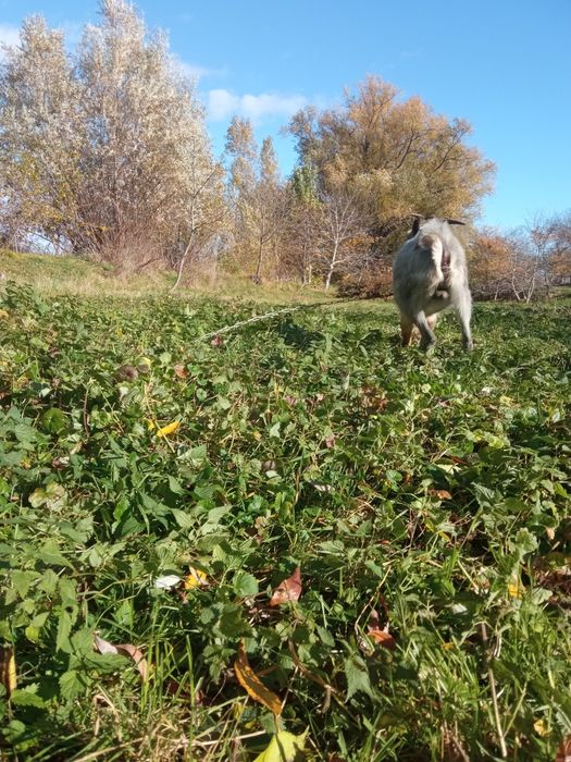 Цап для покриття кіз.