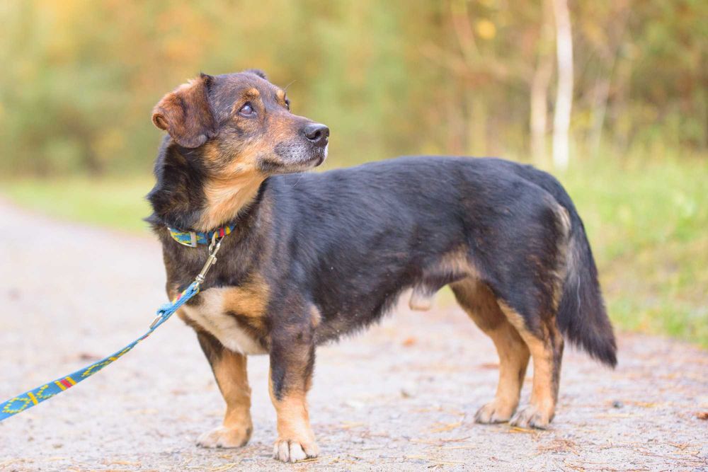 STEFEN - łagodny spokojny pies na tropie dobrego domu