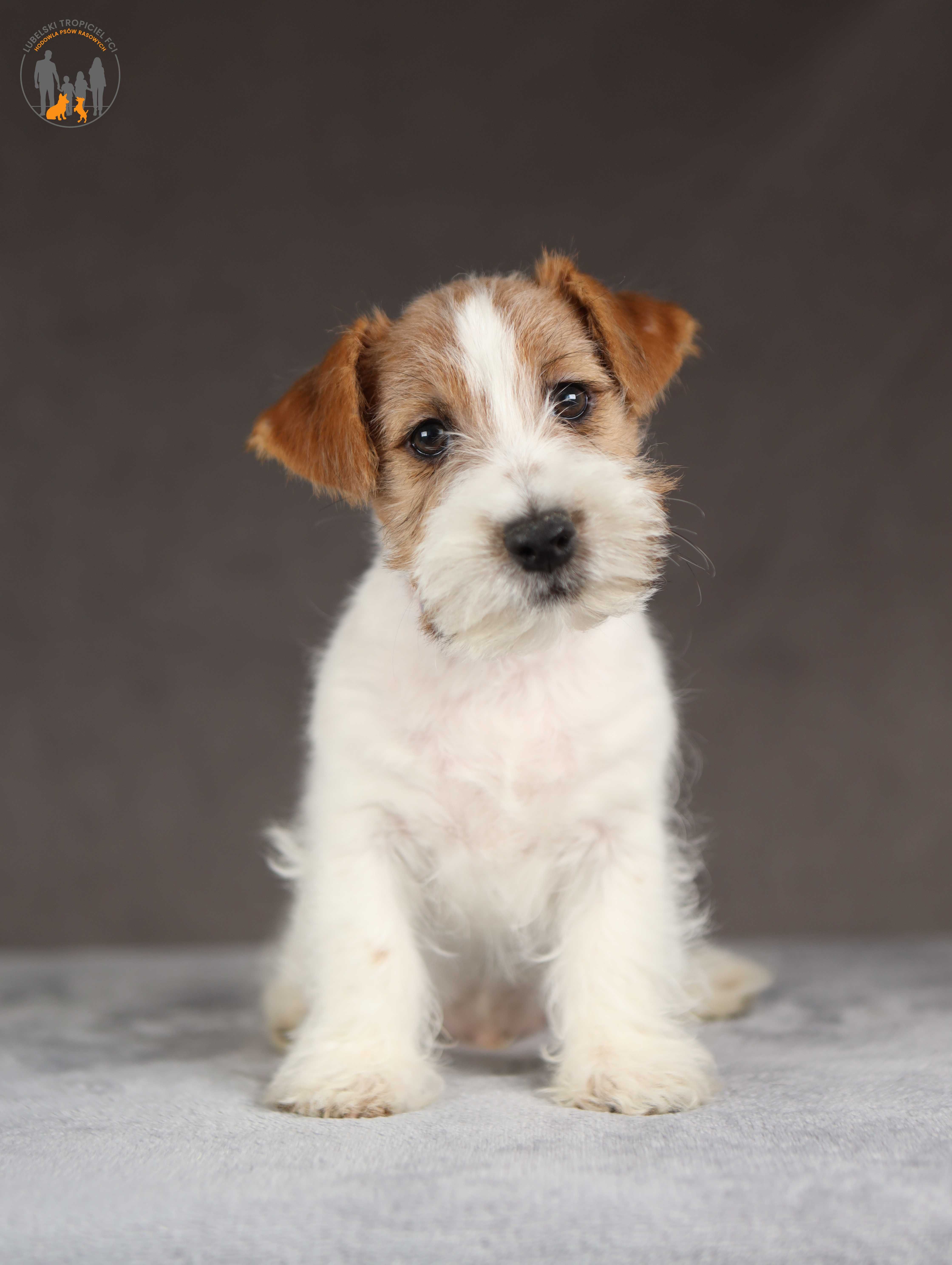 Jack Russell Terrier ZKwP FCI piękny piesek po Ch.PL rezerwacja